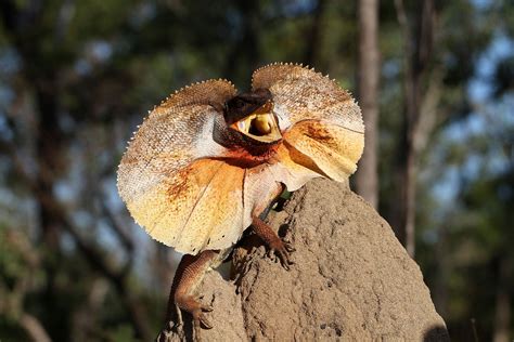 Species Of The Week Frilled Lizard One Earth