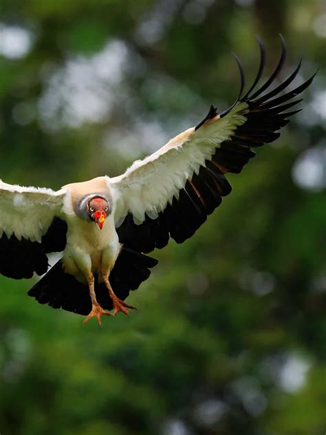 39 Colorful King Vulture Facts Sarcoramphus Papa Animal Zone