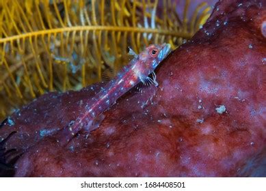 Long Jawed Fish Images Stock Photos Vectors Shutterstock