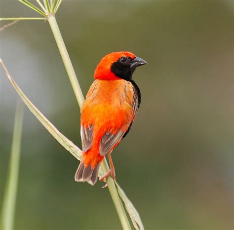 Birding Uganda Book Review Birds Of East Africa Princeton University