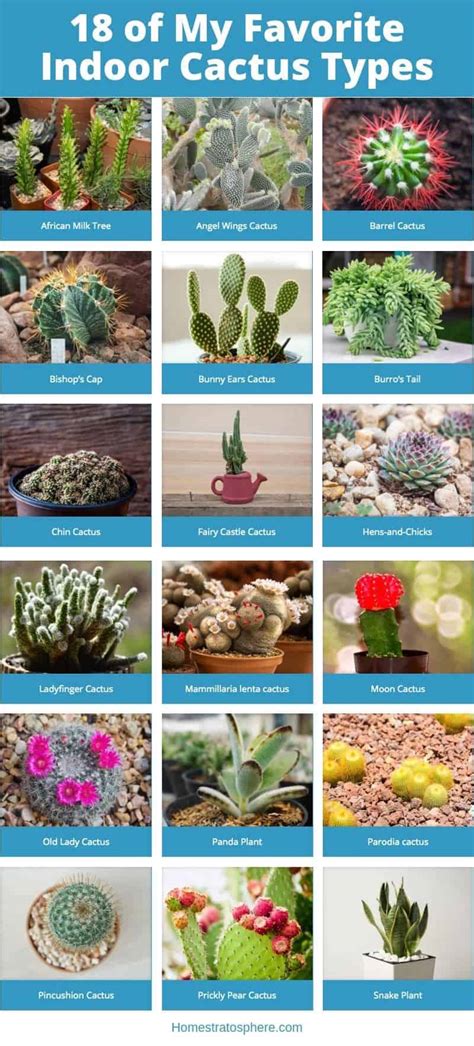 All Types Of Cactus With Names Img Berry
