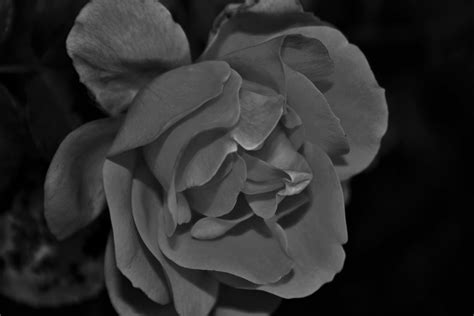 Black And White Rose Free Stock Photo Public Domain Pictures