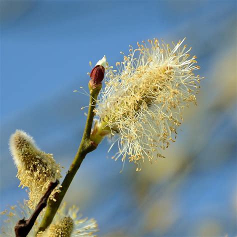 Catkin Flowering Photograph By Gynt Pixels