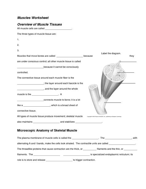 10 Best Images Of Anatomy Muscle Coloring Worksheet