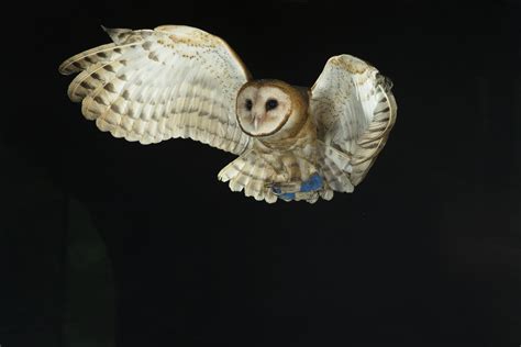 How Do Owls Hunt At Night Discover Wildlife