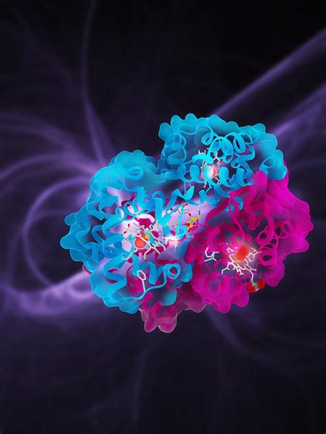 Glycated Haemoglobin Molecule Photograph By Science Photo Library