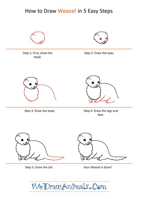 How To Draw A Cartoon Weasel