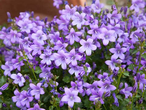 Purple Flowers For Your Garden Saga Purple Flowers Garden Purple