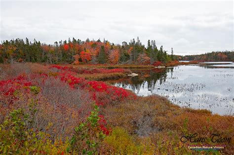 Canadian Nature Visions Fall In Nova Scotia