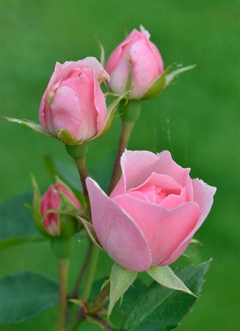 Imágenes De Rosas Las Más Hermosas Flores Rose Buds Beautiful Roses