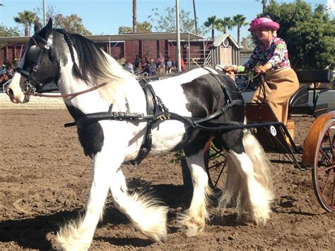 La County Fair International Draft Horse Mule And Pleasure Driving