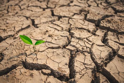 Growth Of Trees In Drought Crisis Living With Tree Drought Stock Image