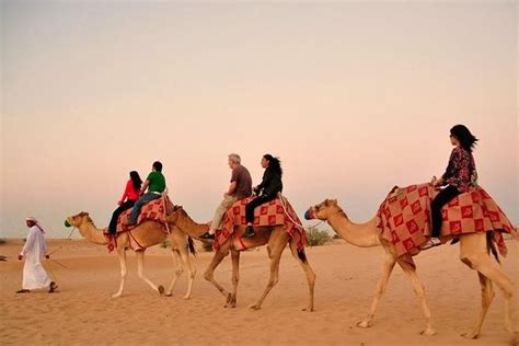 Dubai Desert Safari With Camel Riding And Belly Dance 2023 Viator