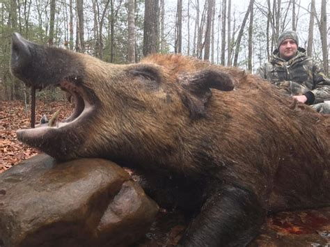Big Boar Hunting In Tennessee A Change Of Pace For Nebraskans