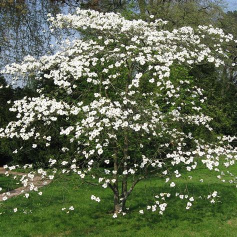 Some will turn pinkish with age. Cloud Nine Flowering Dogwood
