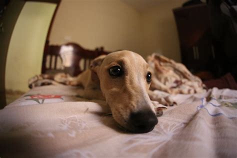 Why Dogs Scratch Bed Sheets Causes And Solutions