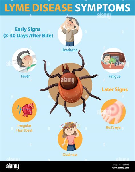 Lyme Disease Symptoms Information Infographic Stock Vector Image And Art