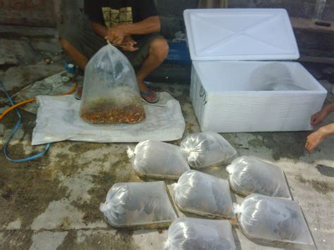 Contextual translation of konsep dan definisi pengangkutan into english. Jual Benih Ikan Mas Murah: Jual Bibit Ikan Mas ter- Murah