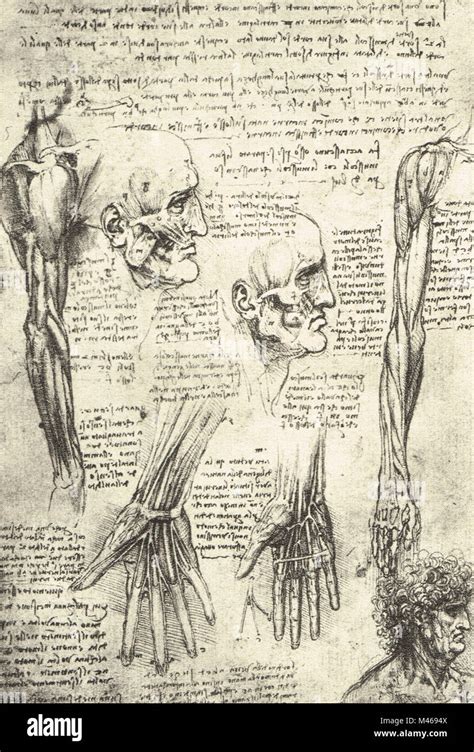 Anatomical Drawing Studies Of The Muscles Of The Face And Arm Drawn