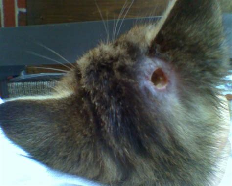 Hole In My Cats Head