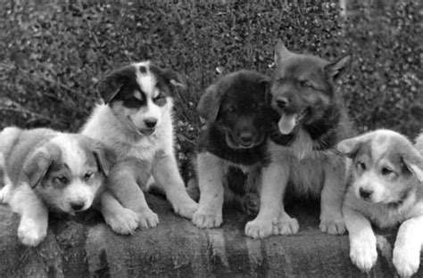 Sled Dog Puppies Ca 1912 Puppies Which Will Some Day Pul Flickr