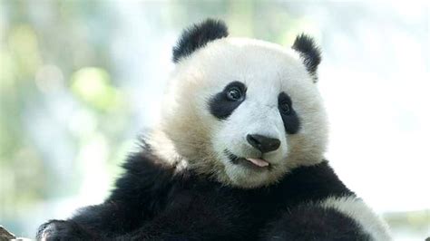 Kumpulan Gambar Panda Lucu Dan Imut Untuk Menghiasi Harimu Kepogaul