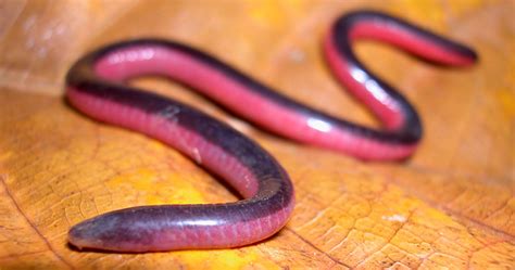 Caecilian Facts Apoda Habitat Of Limbless Serpentine Amphibian