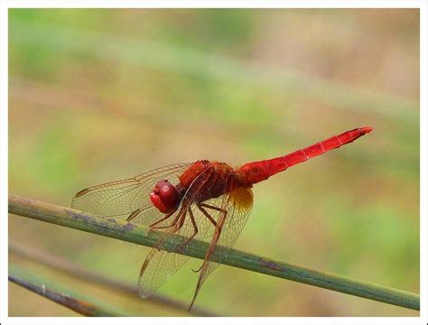 Dragonfly Yusufçuk Anisoptera Helikopter Böceği Flickr