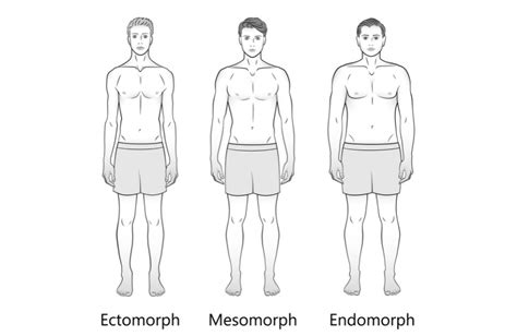 Male And Female Body Types Ectomorph Mesomorph And Endomorph Skinny