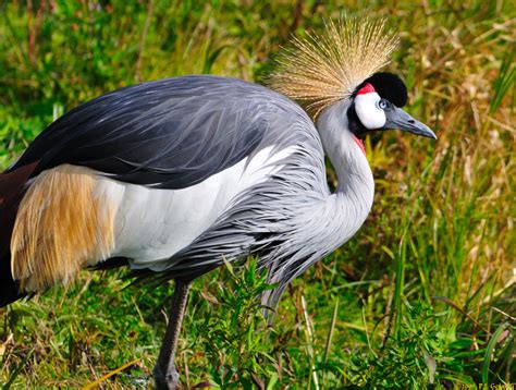 10 Beautiful National Birds Pos Hari Ini
