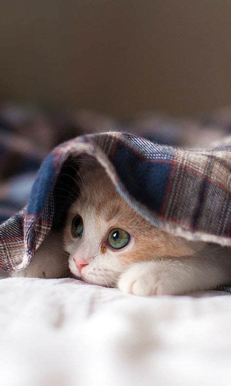 8 Photos Of Adorable Peeking Kittens Kittens Cutest Cats And Kittens