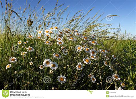 Camomile Flower Stock Photo Image Of Daisy Herb Nature 57608354
