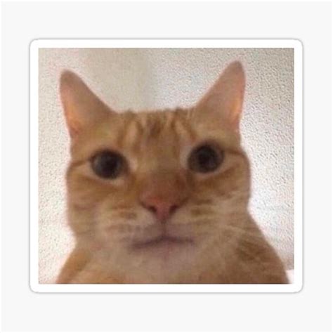 Facetime Cat Staring At Camera Meme Img Ultra