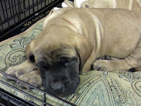 American Mastiff Dog Breed Information And Pictures