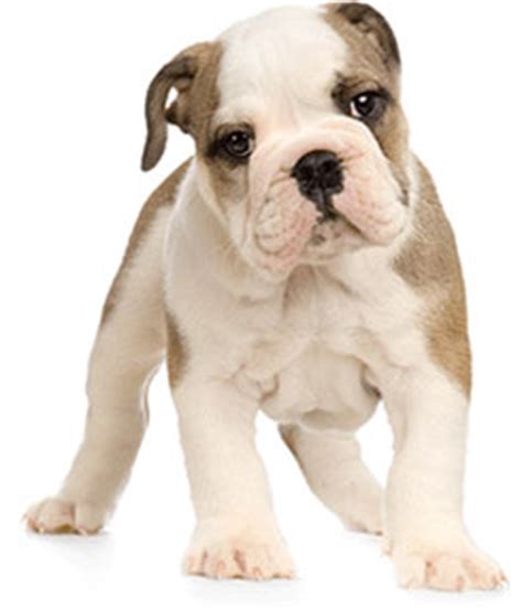 1,664 english bulldog puppies products are offered for sale by suppliers on alibaba.com, of which stuffed & plush animal accounts for 1%, pet apparel & accessories. ROYAL CANIN Bulldog Puppy Dry Dog Food, 30-lb bag - Chewy.com