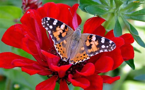 Kolorowy Motyl Rusałka Osetnik Czerwony Kwiat Cynia
