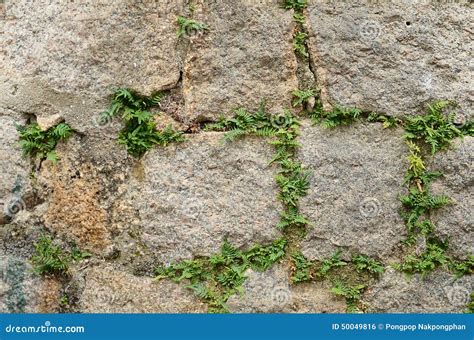Stone And Grass Texture Royalty Free Stock Photography Cartoondealer