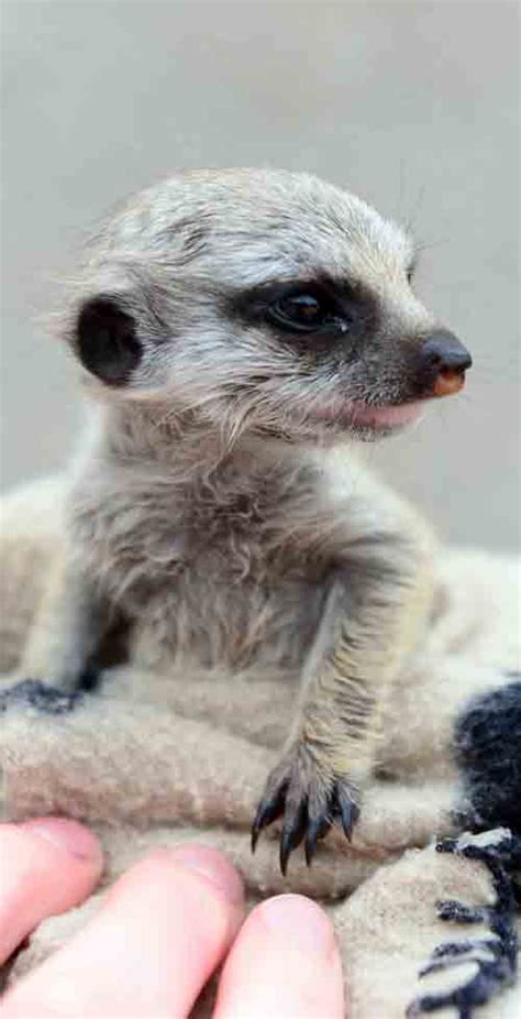 Cute Baby Meerkat Is Hand Reared At Scottish Animal Park Deadline News