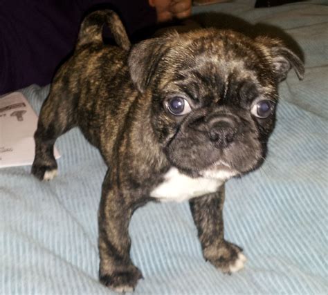 77 Boston Terrier Pug Mix Puppies For Sale Mn Picture
