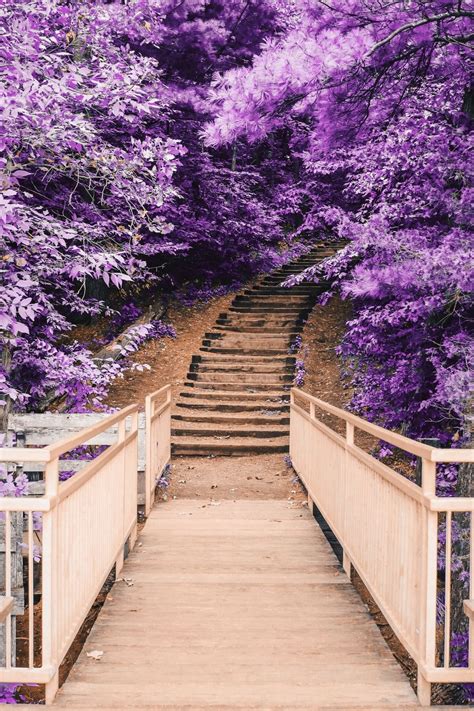 Wooden Bridge And Staircase Between Purple Trees Landscape Wallpaper