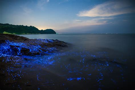 Bioluminescence Wallpapers High Quality Download Free