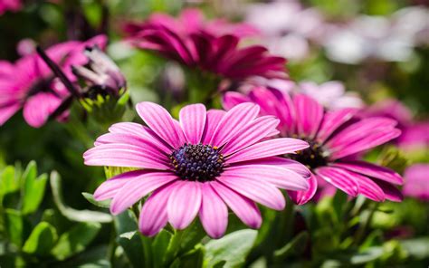 Beautiful Flowers Purple Marguerite Android Wallpapers For