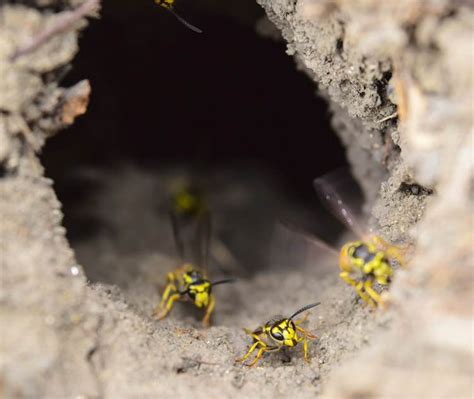 Removing hornets nest usually equals killing ground hornets, preferably all at once so they can't start over and create another underground wasp nest or repopulate the since they do not see well, the chances of being stung will be reduced. Black Jacket Wasp Nest | Mice