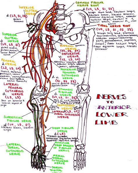 Nerves Of The Anterior Lower Limb Follow Link In Bio To Zoom In