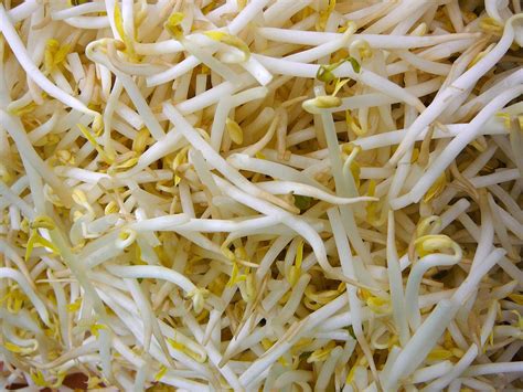 5 Sick With 2 Dead From Listeria Tainted Bean Sprouts In Illinois And
