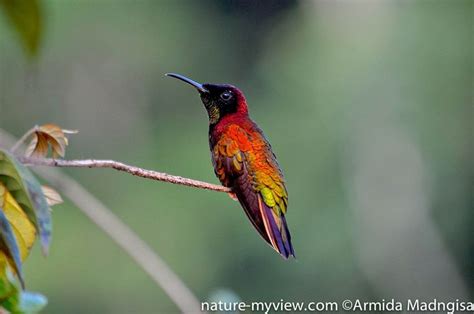 Crimson Topaz Hummingbird Hummingbird Pictures I Like Birds Topaz