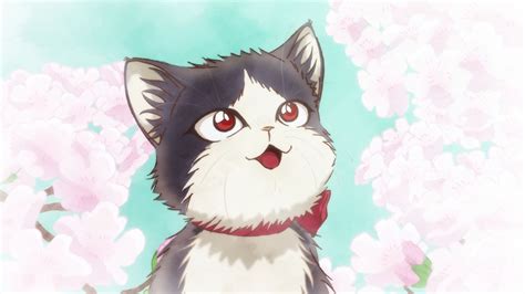 Doukyonin Wa Hiza Tokidoki Atama No Ue Haru Cat Anime Pet Spring