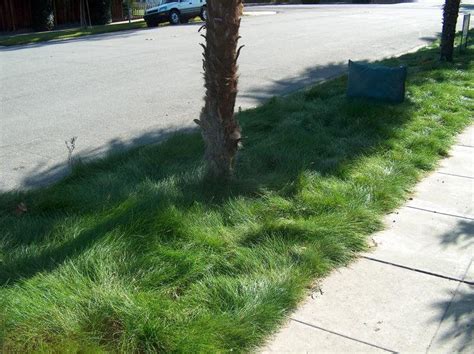 9 Of The Best Low Maintenance No Mow Grasses For Your Lawn Going