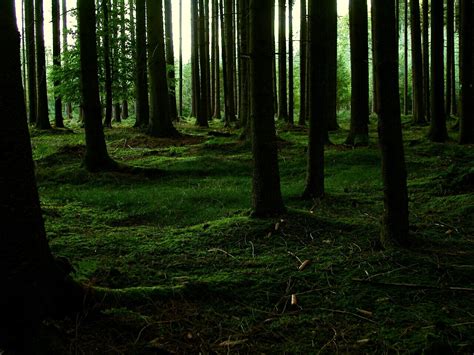 Forest Hd Wallpapers And Background Images Yl Computing
