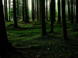 Forest, Hd, Wallpapers, And, Background, Images, U2013, Yl, Computing